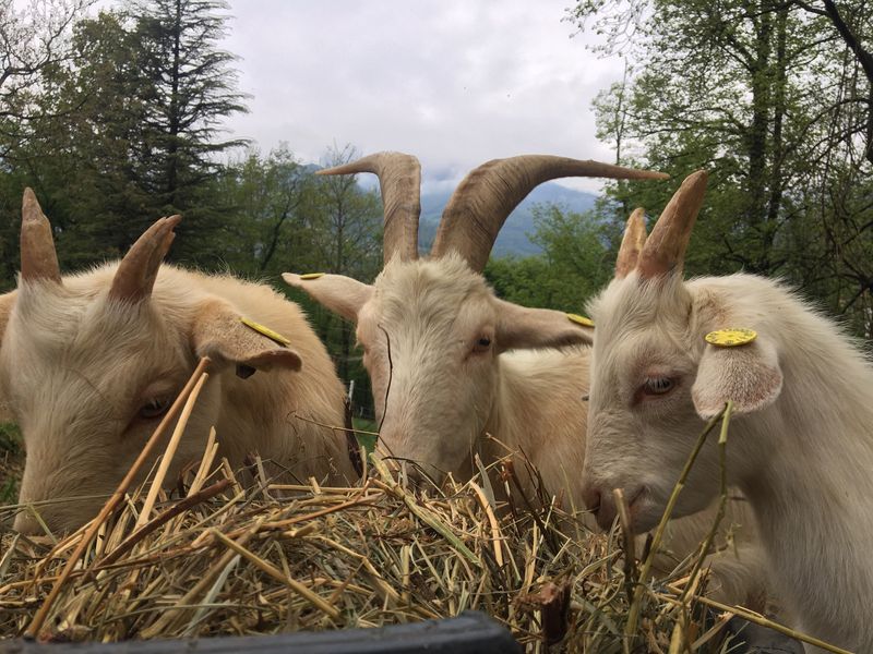 Fattoria La Capra Campa