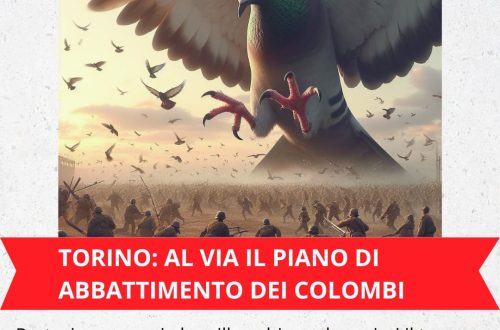 MAILBOMBING: no alla strage di colombi a Torino