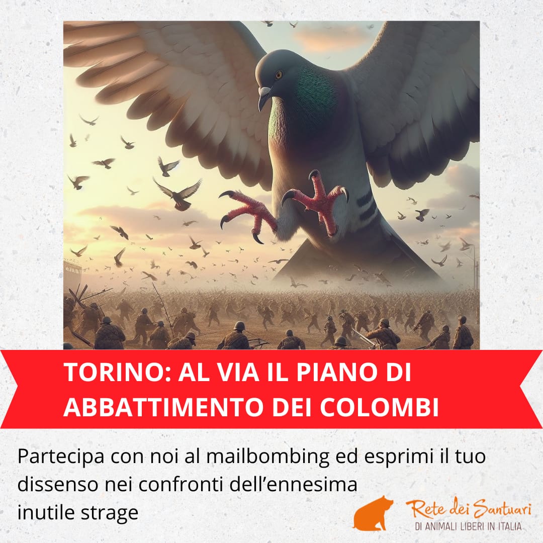 MAILBOMBING: no alla strage di colombi a Torino