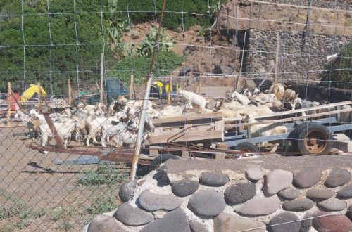 capre di alicudi