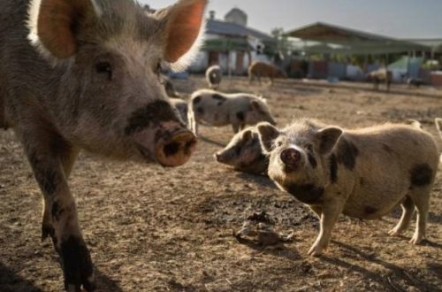 sfattoria degli ultimi