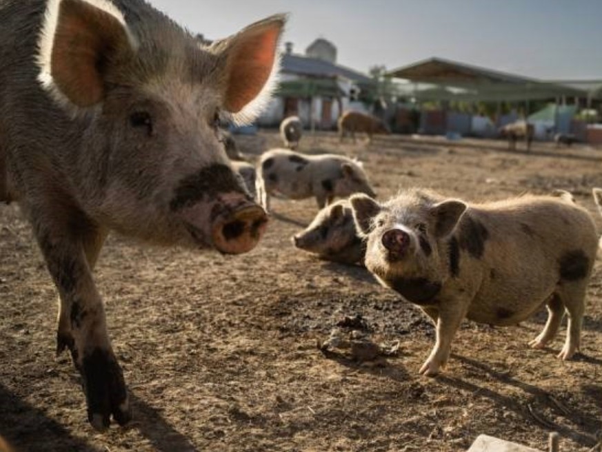 sfattoria degli ultimi