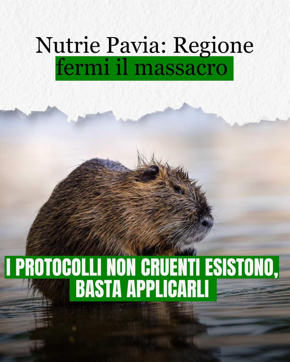 nutrie a pavia