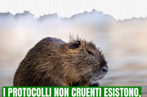 nutrie a pavia
